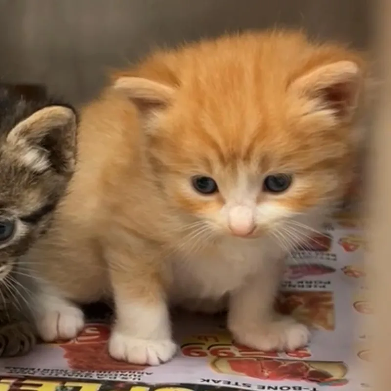 A baby small-sized male Orange / Red Domestic Short Hair cat named Charles for adoption in Leander, TX
