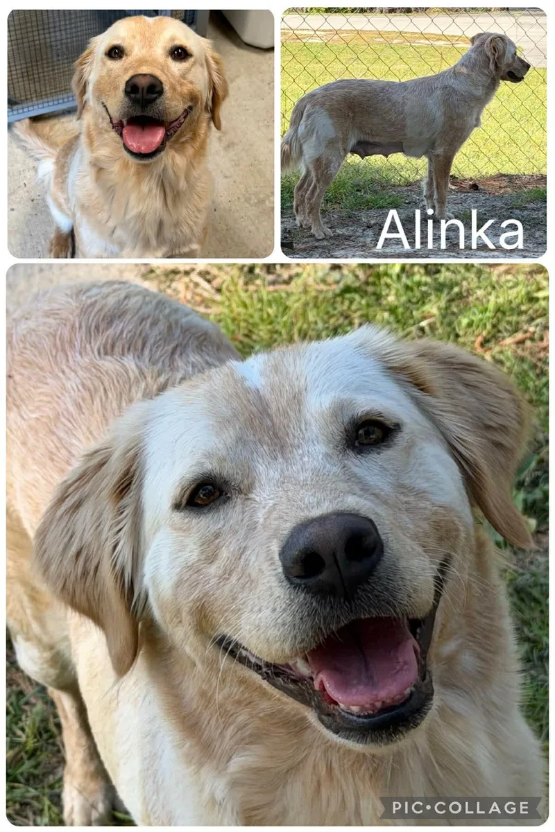 A young medium-sized female Golden Retriever dog named Alinka for adoption in Enterprise, AL