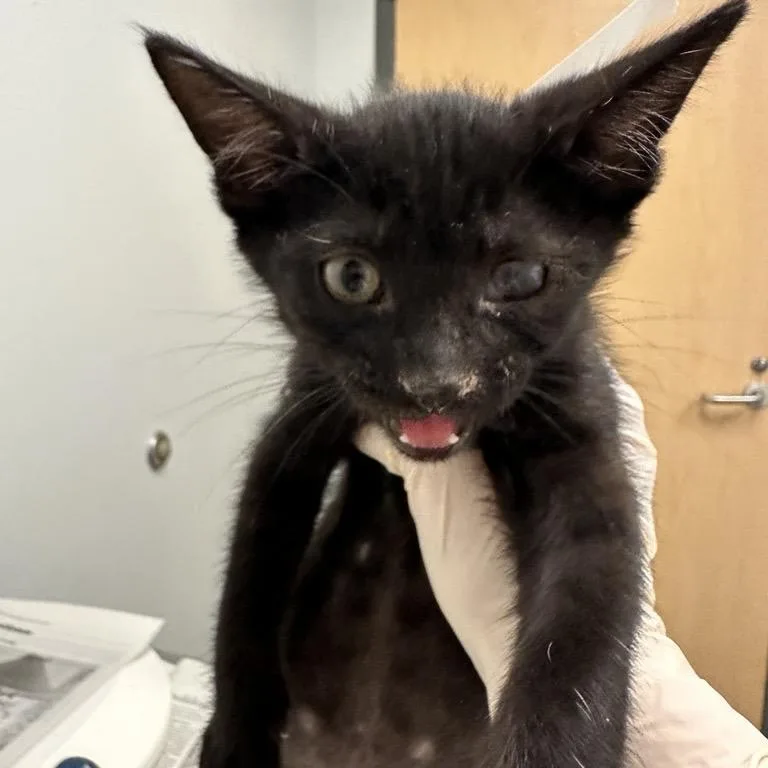 A baby small-sized male Black Domestic Short Hair cat named Bashful for adoption in Jacksonville, FL