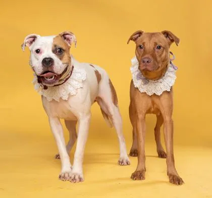 An adult large-sized female Mixed Breed dog named Dymin for adoption in Atlanta, GA