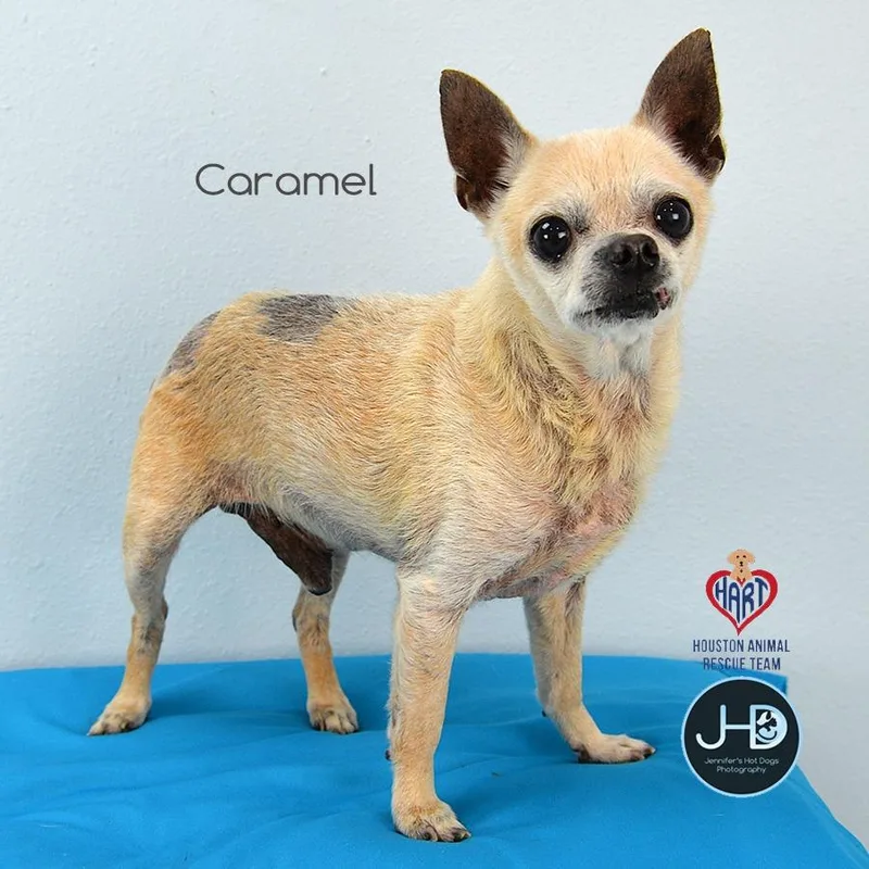 Caramel thumbnail 2