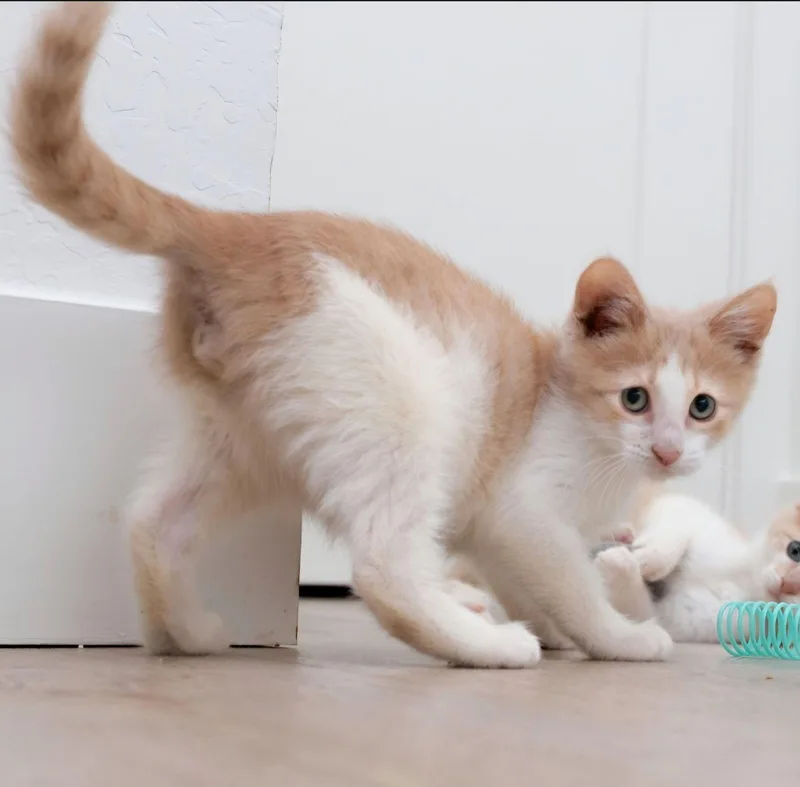 A baby medium-sized male Orange & White Tabby cat named Bing for adoption in Campbell, CA