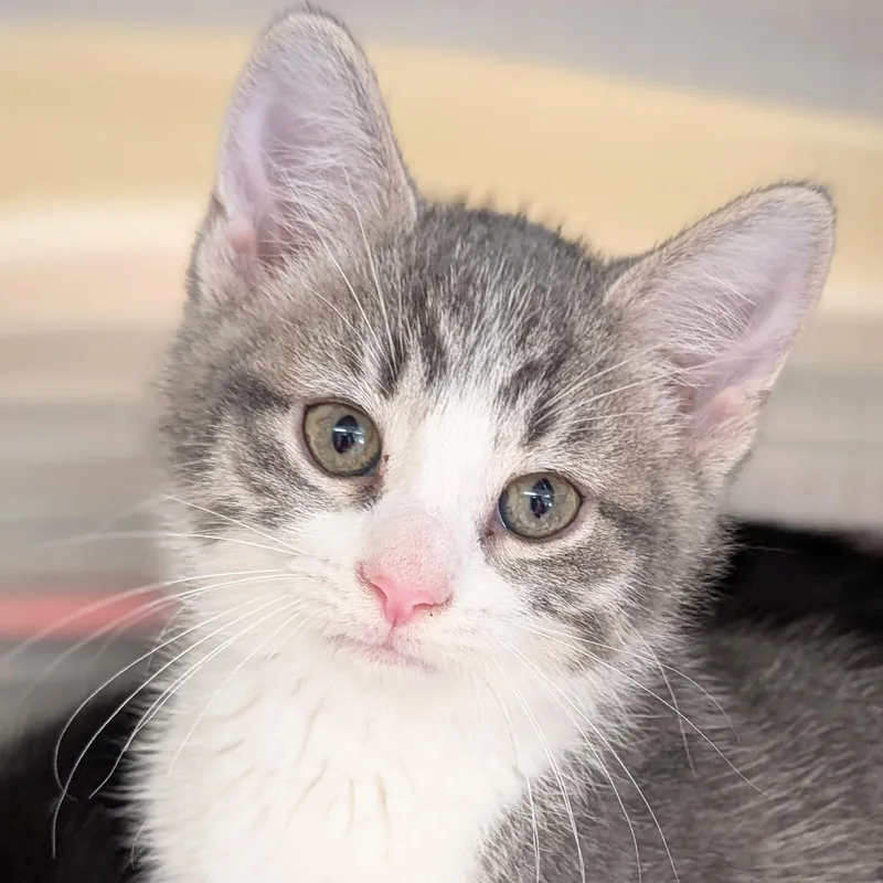 A baby medium-sized male Domestic Short Hair cat named Seri for adoption in Jefferson, WI
