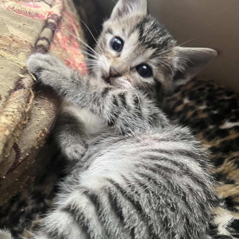 A baby small-sized female Brown / Chocolate Domestic Short Hair cat named Blossom for adoption in Tustin, CA