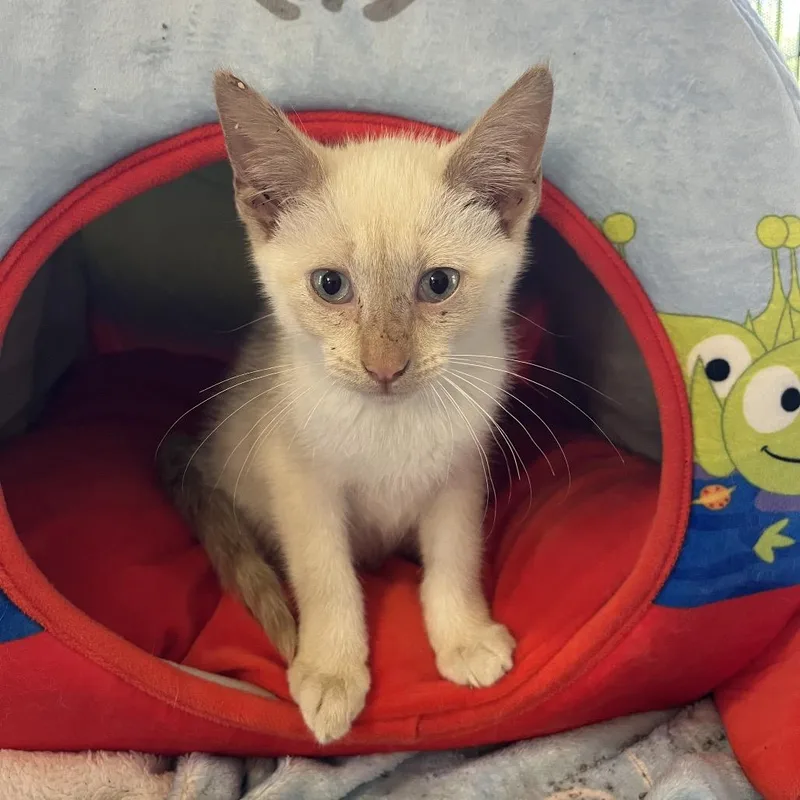 A baby small-sized male Cream / Ivory Domestic Short Hair cat named Sparky for adoption in Pittsburg, KS