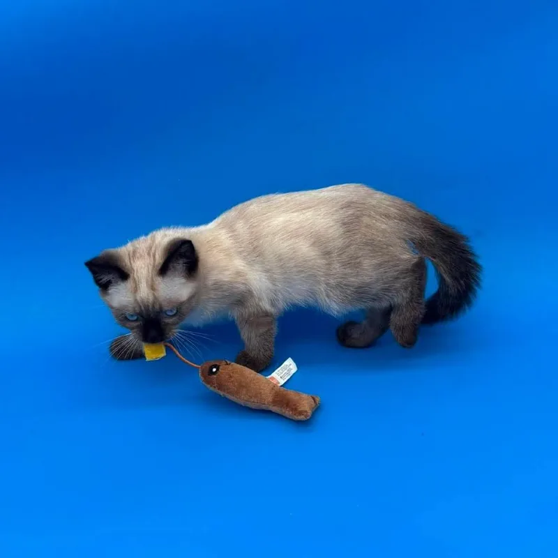 A baby small-sized female Cream / Ivory Siamese cat named Wichita for adoption in Plainfield, IL