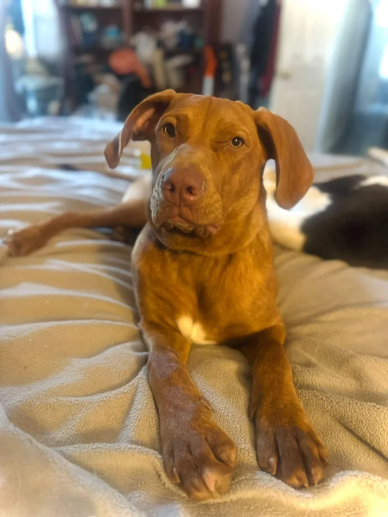 A young medium-sized female Mixed Breed dog named Poppy for adoption in Salisbury, MD