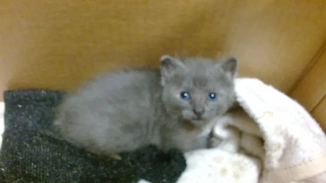 A baby small-sized female Domestic Short Hair cat named Blu for adoption in Miami, FL