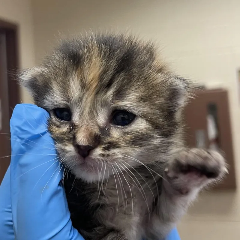 A baby small-sized female Calico Domestic Short Hair cat named Simi for adoption in San Antonio, TX
