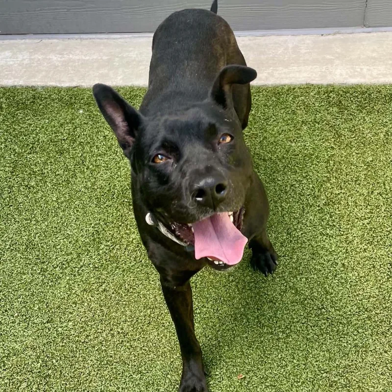 An adult medium-sized female Black Mixed Breed dog named Mae for adoption in Greensboro, NC