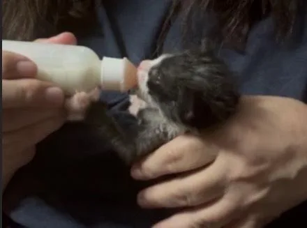 A baby small-sized male Black & White / Tuxedo Domestic Short Hair cat named Tuxe for adoption in Tampa, FL