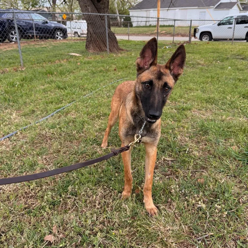 A young medium-sized male Yellow / Tan / Blond / Fawn Belgian Shepherd / Malinois dog named Tovi for adoption in Tulsa, OK