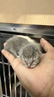 A baby large-sized male Domestic Short Hair cat named Mo for adoption in Dallas, TX