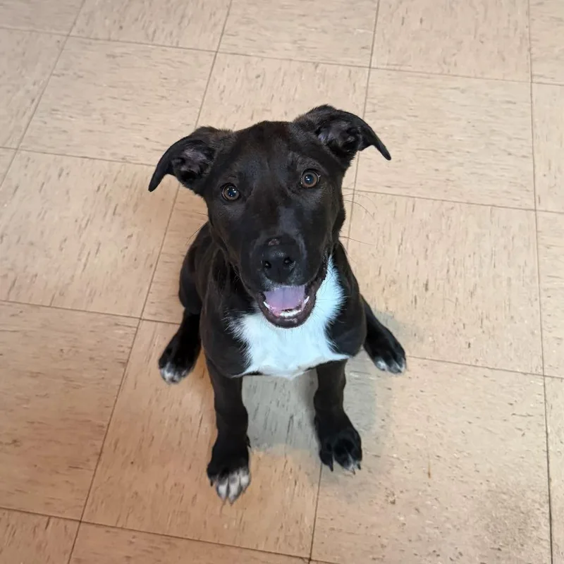 A baby medium-sized male Labrador Retriever dog named Scoot for adoption in Marianna, FL