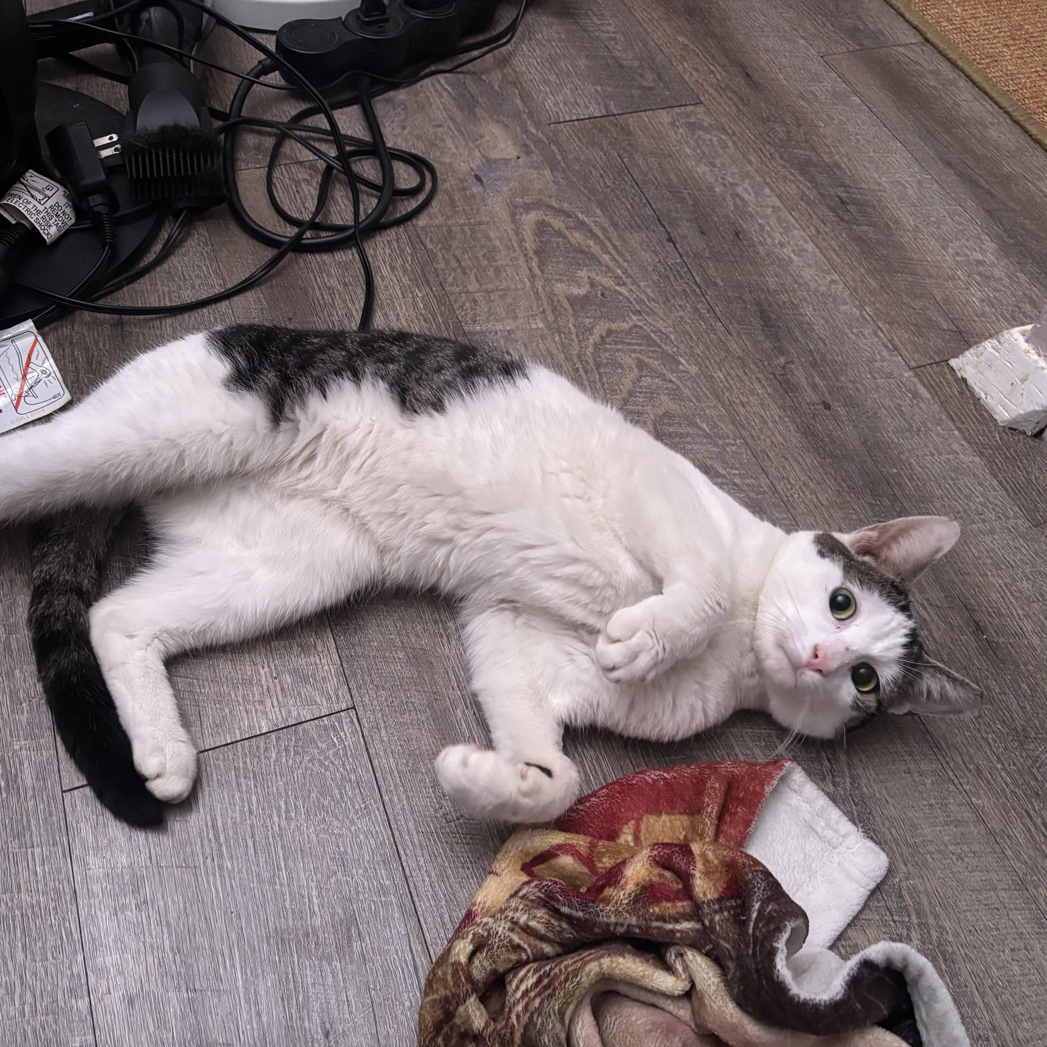 A young medium-sized male Domestic Short Hair cat named Brontë  Lovebug for adoption in New York, NY