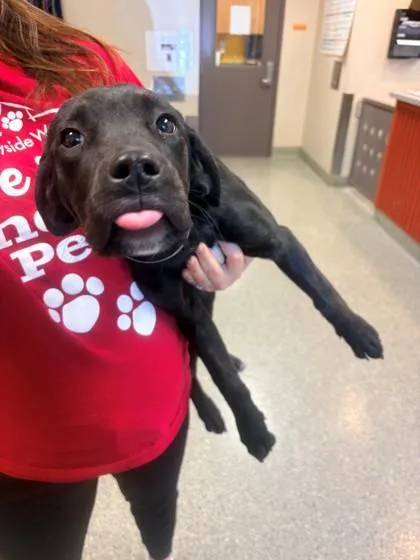 A young large-sized female Labrador Retriever dog named Mocha for adoption in Kansas City, MO