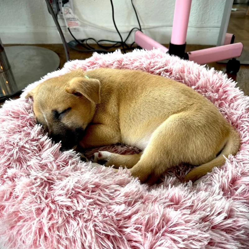 A young medium-sized male Yellow / Tan / Blond / Fawn Hound dog named Confetti Countdown for adoption in Austin, TX