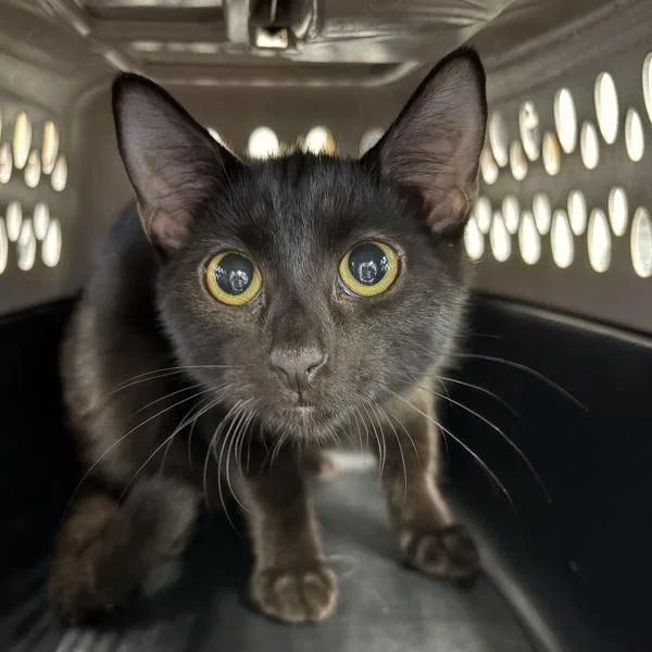 A young medium-sized female Domestic Short Hair cat named Wanda  Bonded Buddy for adoption in Des Moines, IA