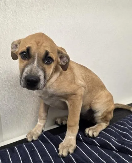 A young medium-sized female Shepherd dog named Eda Wong for adoption in Phoenix, AZ