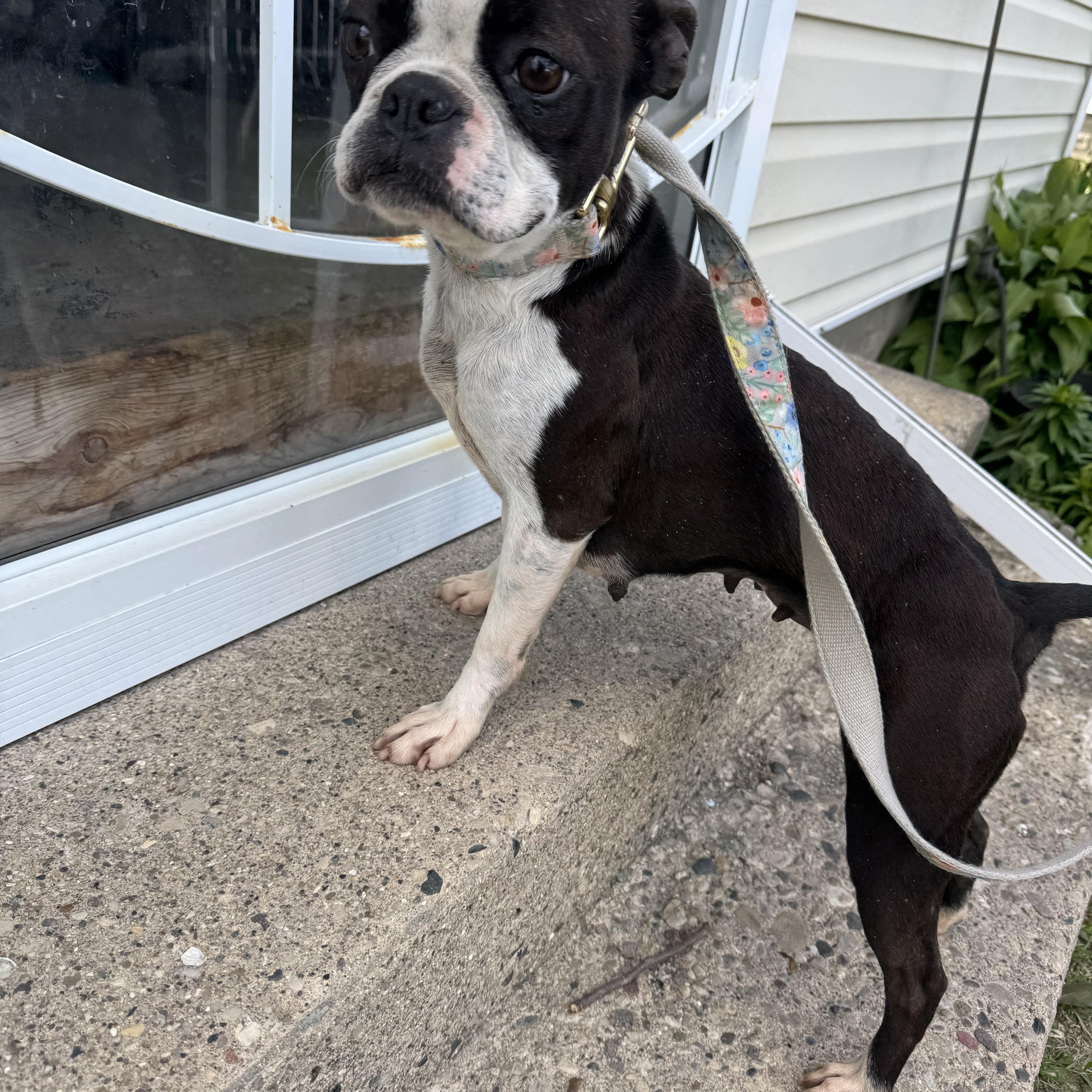 A young small-sized female Black Boston Terrier dog named Dixie! Beautiful Boston Girl! for adoption in RUSSIAVILLE, IN