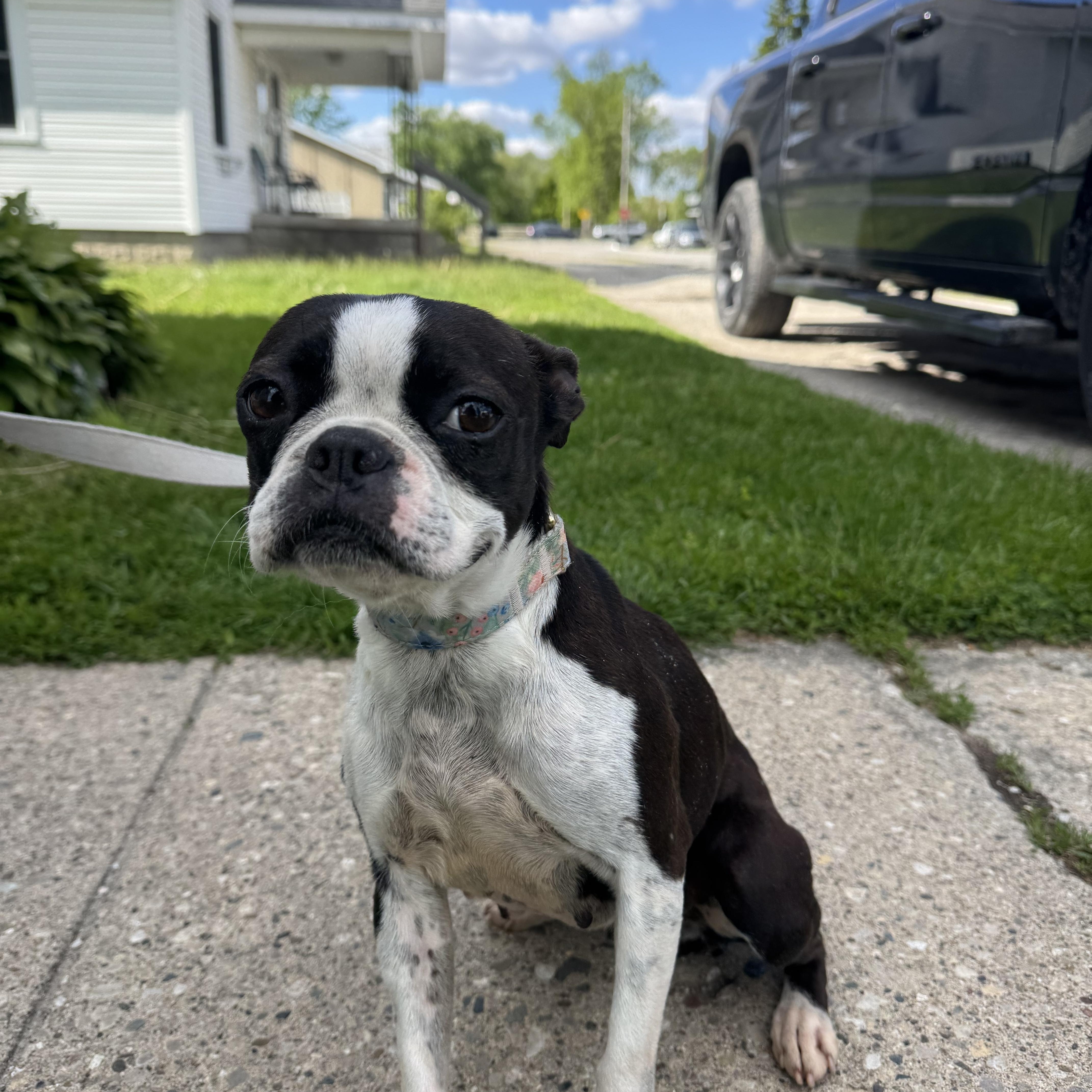 Dixie! Beautiful Boston Girl! thumbnail 2