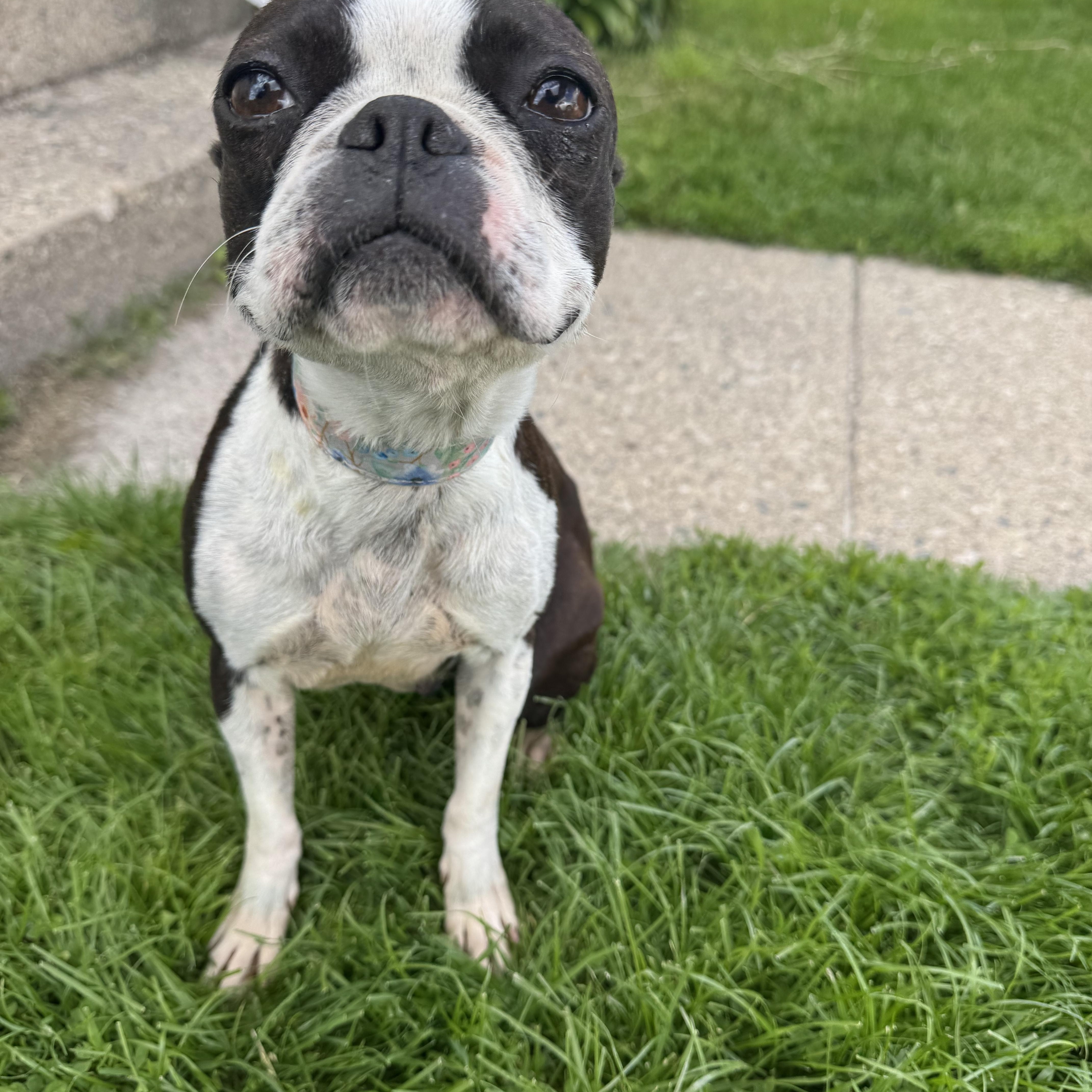 Dixie! Beautiful Boston Girl! thumbnail 3