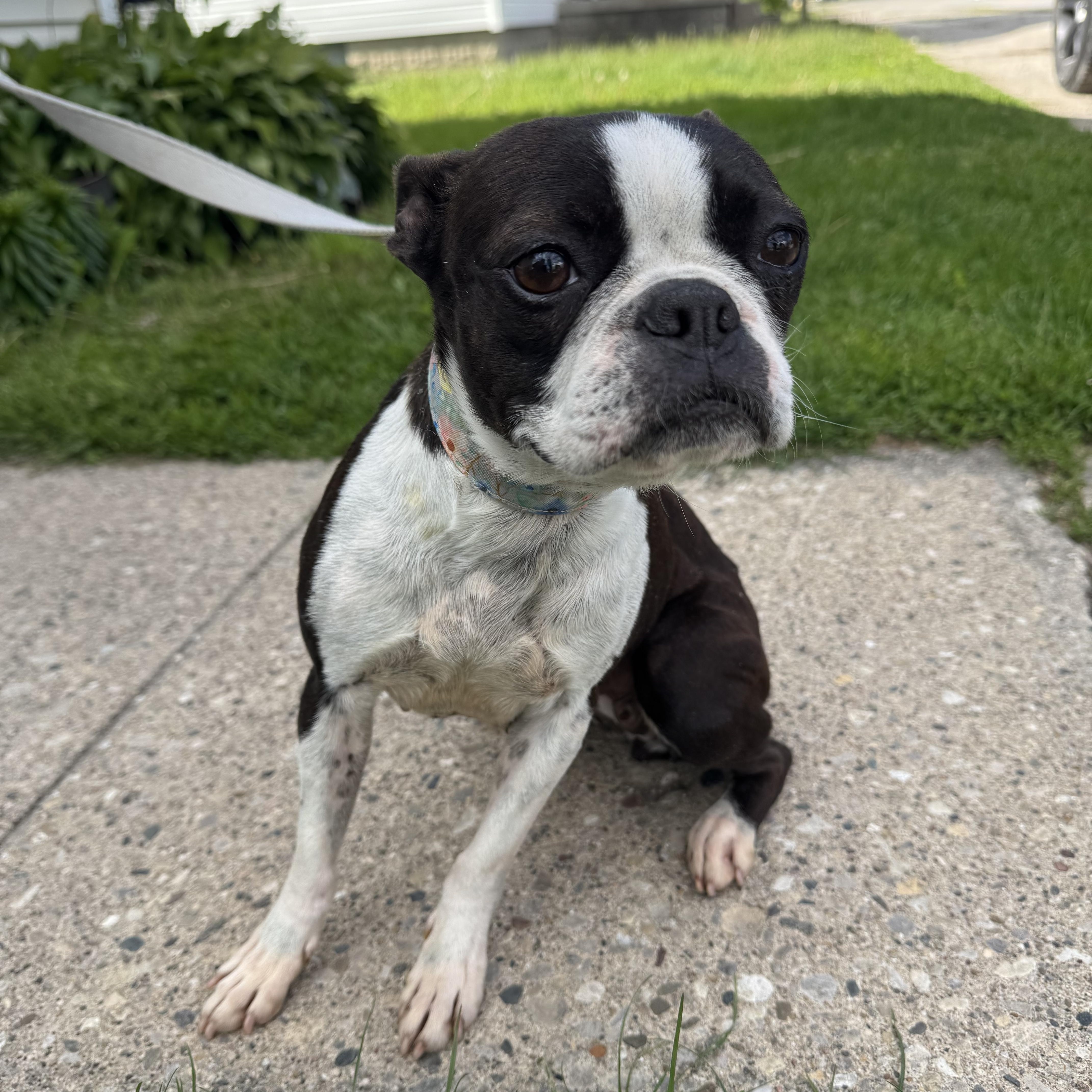 Dixie! Beautiful Boston Girl! thumbnail 4