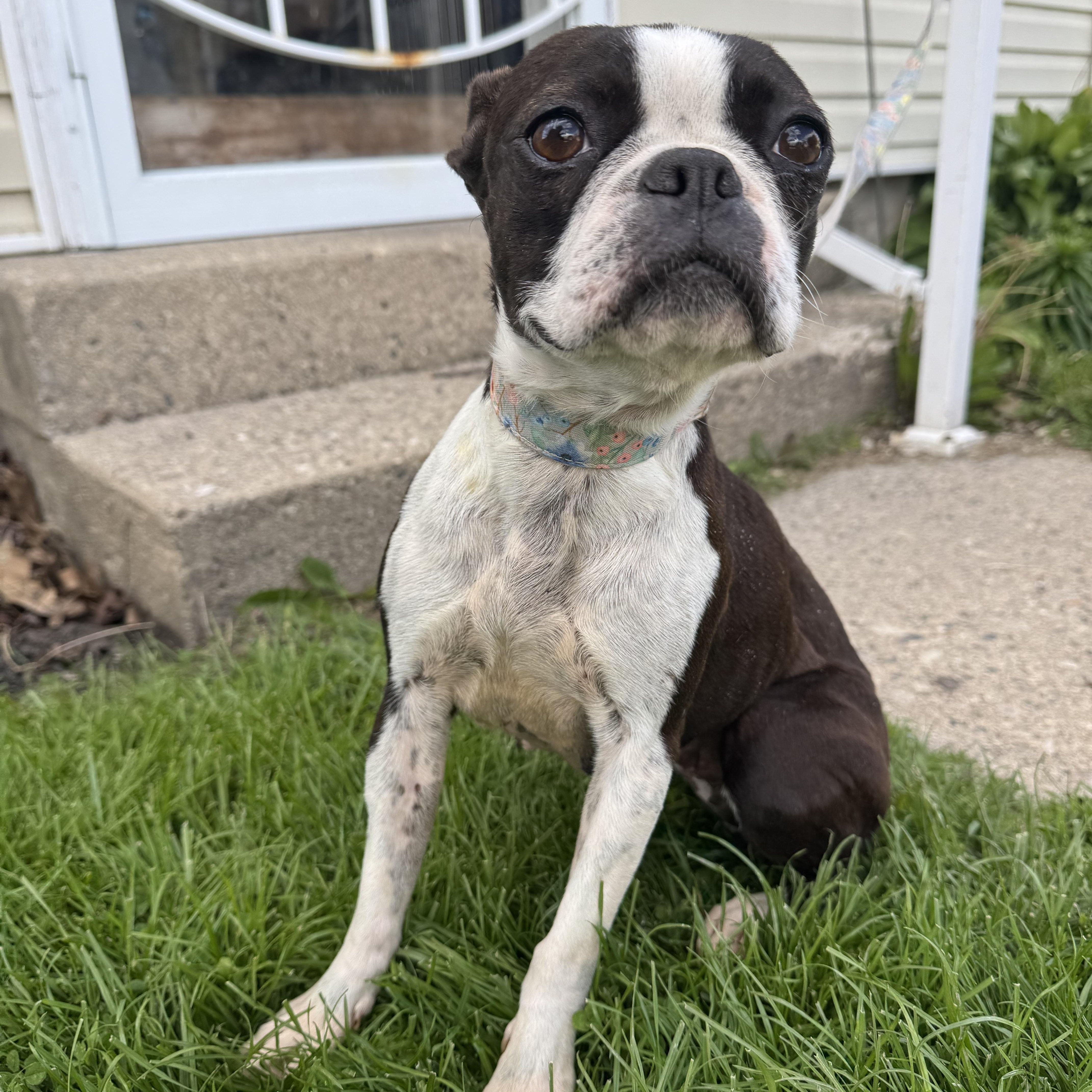 Dixie! Beautiful Boston Girl! thumbnail 5