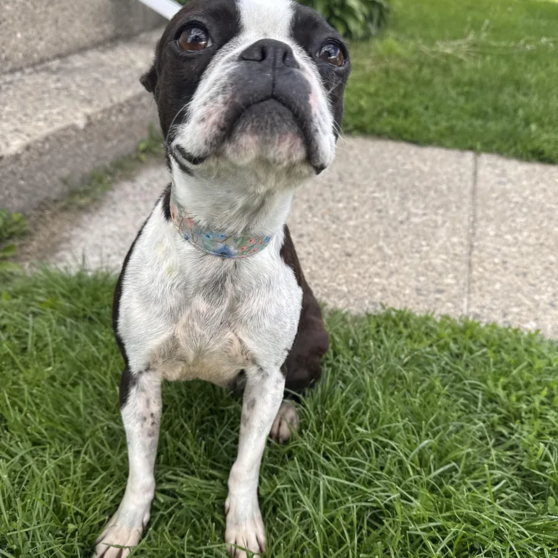 Dixie! Beautiful Boston Girl! thumbnail 6