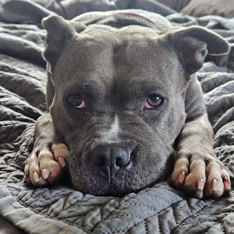 An adult large-sized female Gray / Blue / Silver Pit Bull Terrier dog named Hollow for adoption in Newark, NJ