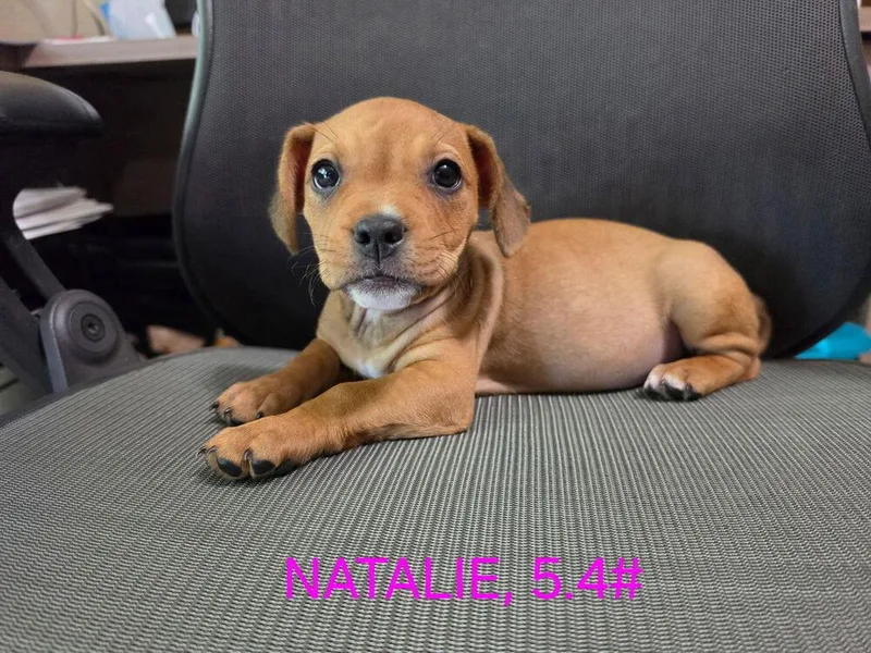 A baby small-sized female Dachshund dog named Natalie for adoption in Tulsa, OK