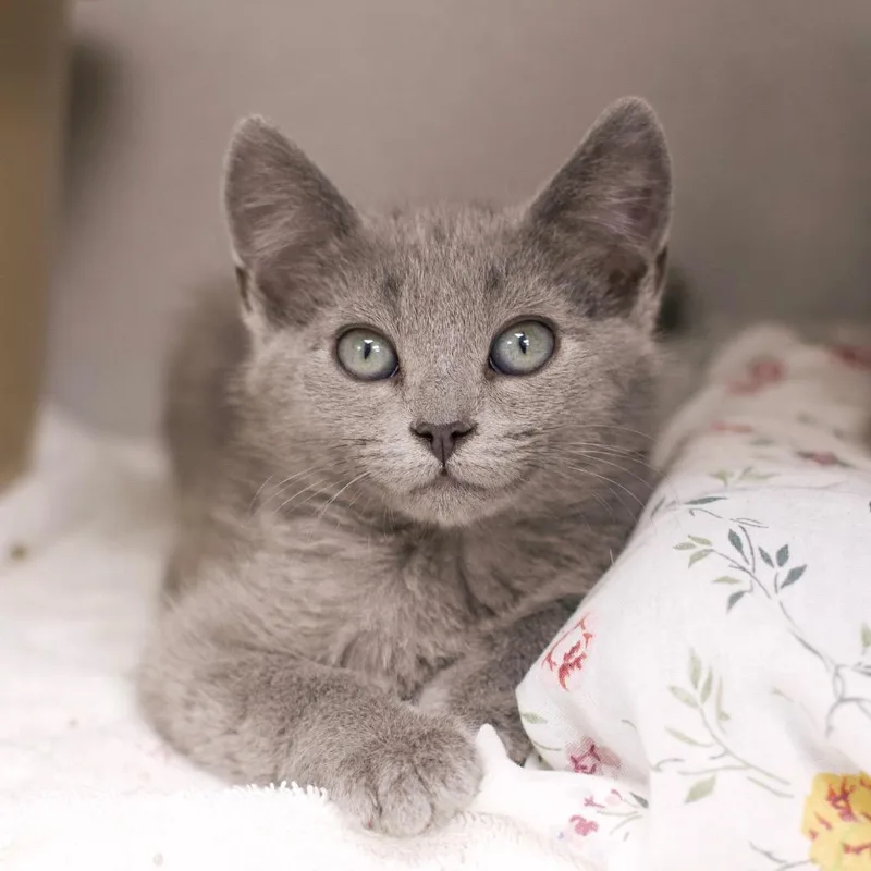 A baby small-sized male Domestic Long Hair cat named Squirtle for adoption in Los Angeles, CA