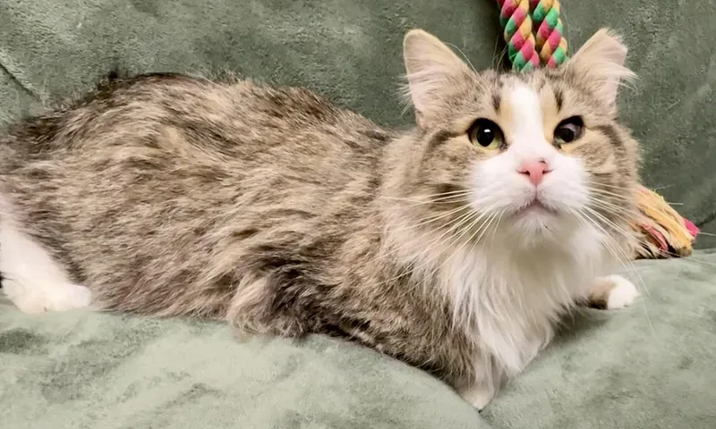 Fluffers