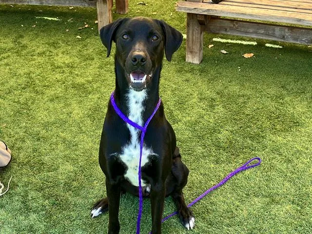 A young large-sized male German Shorthaired Pointer dog named Neptune for adoption in Tustin, CA
