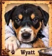 A baby medium-sized male Mixed Breed dog named Wyatt Earp for adoption in Mesa, AZ