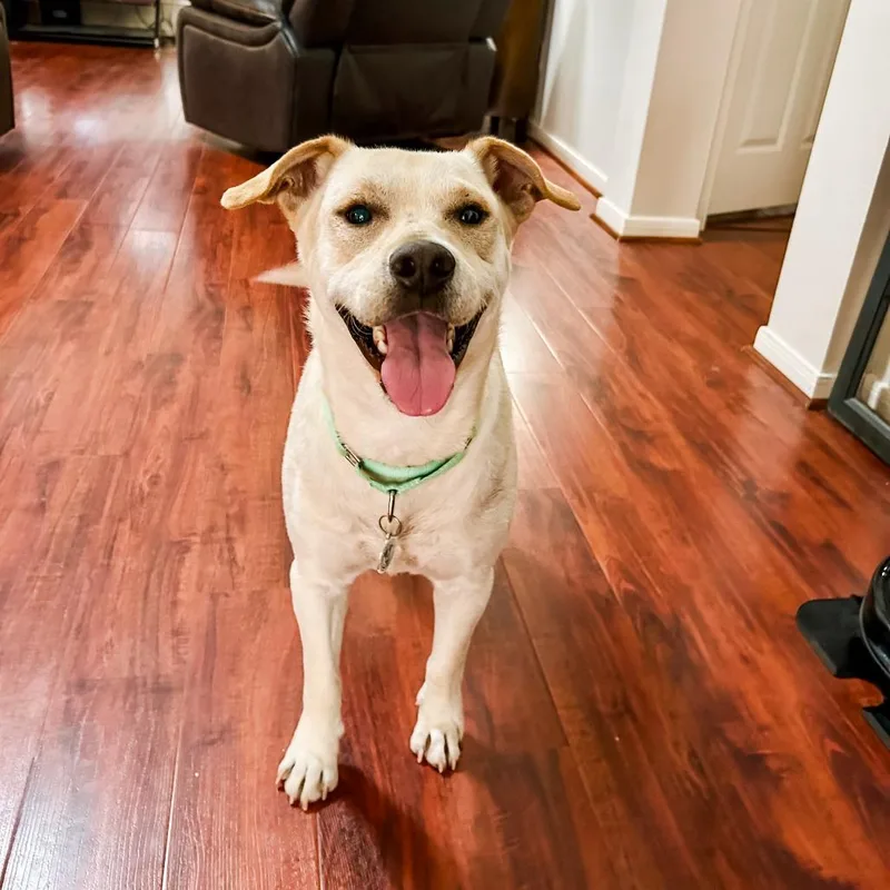 An adult medium-sized male Yellow / Tan / Blond / Fawn Yellow Labrador Retriever dog named Tamale for adoption in Spring, TX