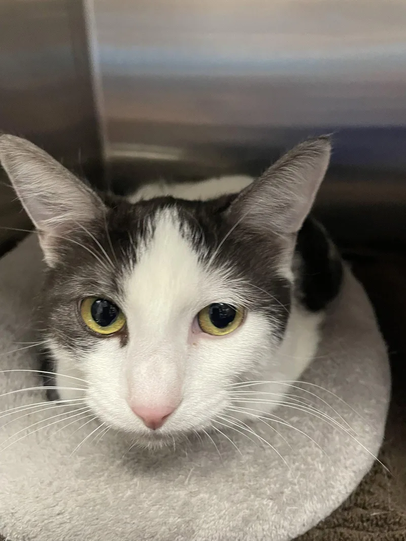 An adult medium-sized female Black & White / Tuxedo Domestic Short Hair cat named Della for adoption in Georgetown, KY