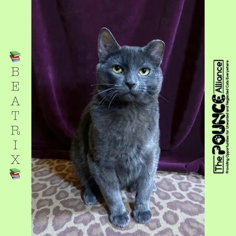 An adult small-sized female Gray / Blue / Silver Domestic Short Hair cat named Beatrix for adoption in Liberty Lake, WA