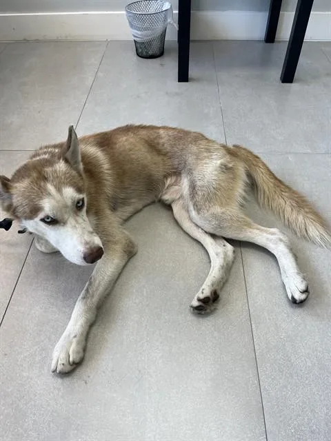 An adult large-sized male Siberian Husky dog named Lucky for adoption in Miami, FL