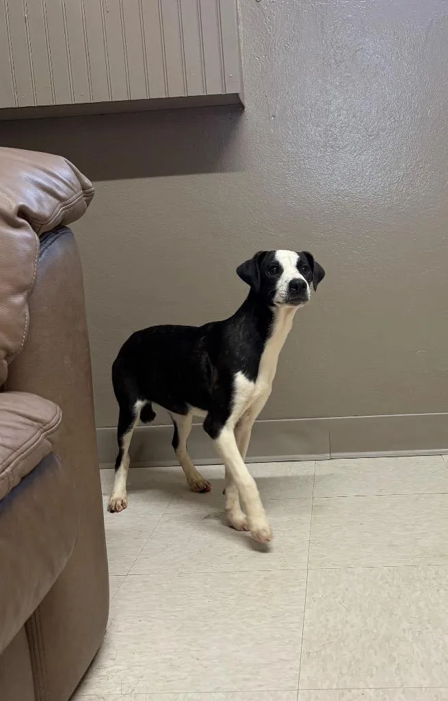 A baby small-sized female Pointer dog named Nacho for adoption in Fayetteville, TN