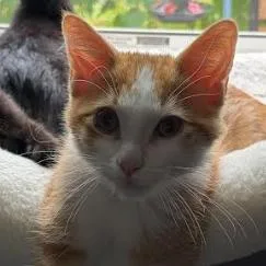 A baby small-sized male Orange / Red Domestic Short Hair cat named Hank for adoption in Coralville, IA