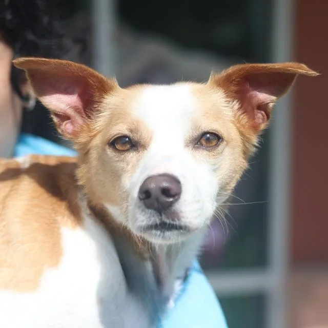 A baby medium-sized female Terrier dog named Caramel for adoption in San Antonio, TX