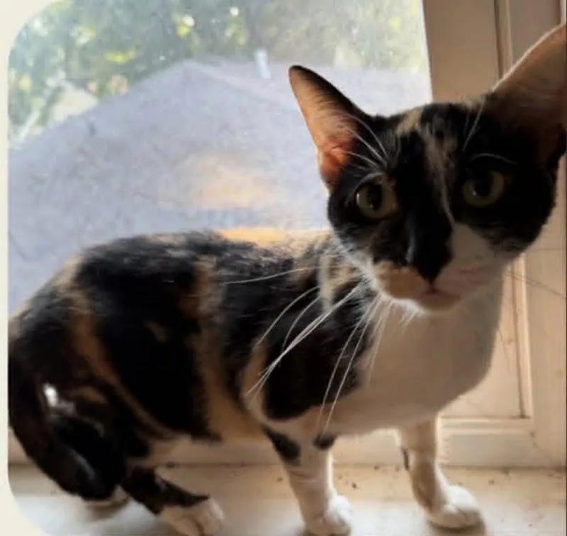 An adult medium-sized female Domestic Short Hair cat named Reeses for adoption in Dalzell, IL