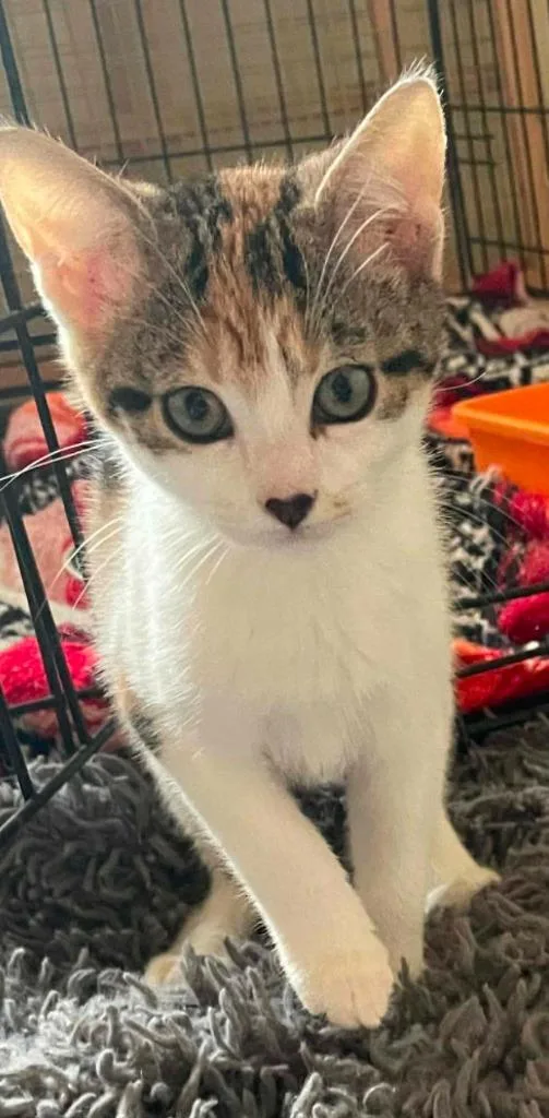 Aoife
