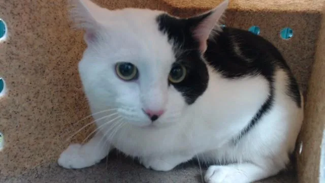 A young medium-sized male Domestic Short Hair cat named Harvey for adoption in Downey, CA