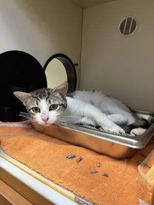 An adult medium-sized male Domestic Short Hair cat named Bug for adoption in Fairfax, VA