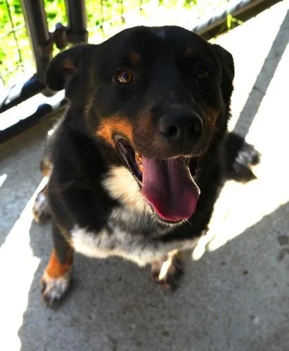 Blackie thumbnail 2