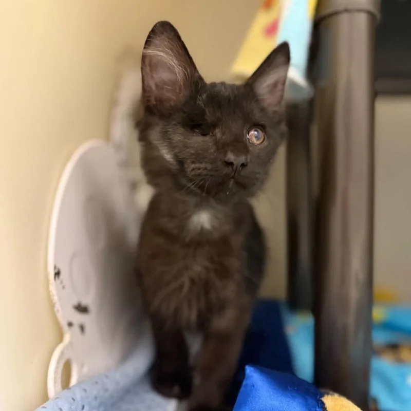 A baby small-sized male Domestic Short Hair cat named Miso for adoption in Caryville, TN