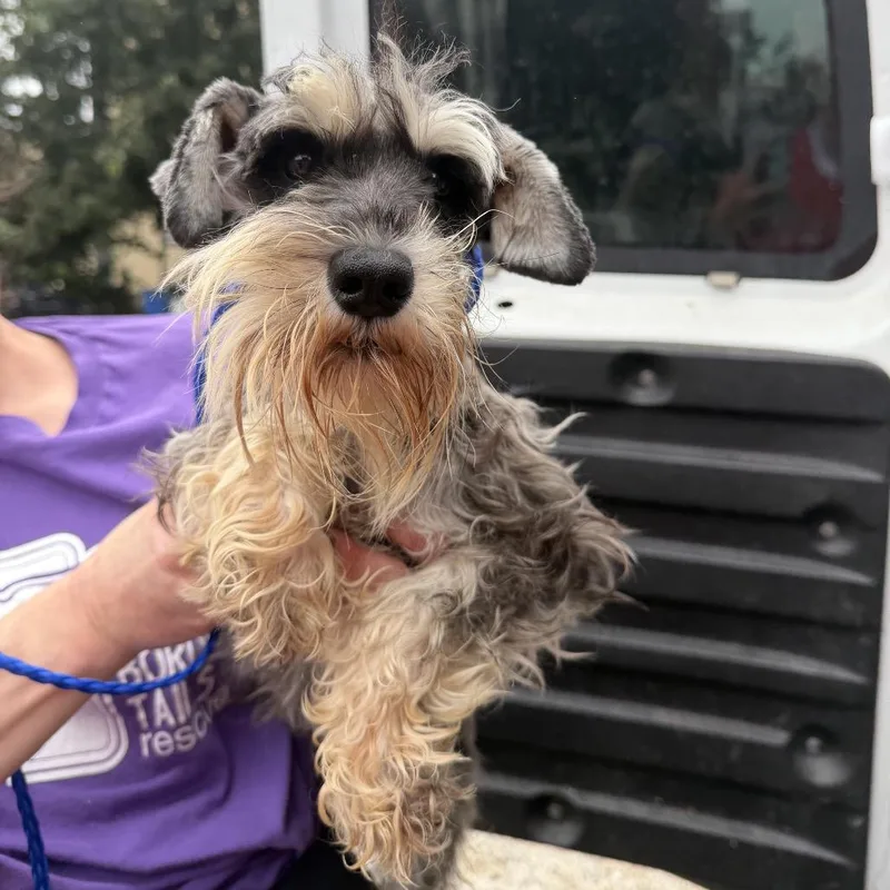 A senior small-sized female Gray / Blue / Silver Miniature Schnauzer dog named Natasha for adoption in Northbrook, IL