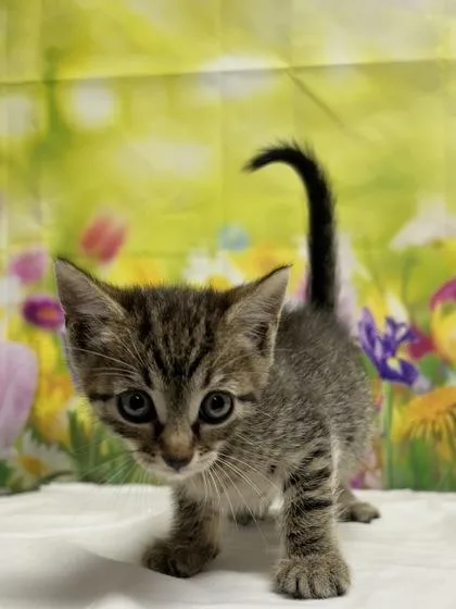 A baby small-sized female Domestic Short Hair cat named Question Mark for adoption in San Antonio, TX
